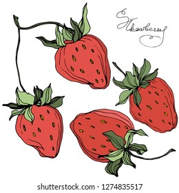 Vector Strawberry fruits. Green leaf. Leaf plant botanical garden floral foliage. Red and green engraved ink art. Isolated strawberry illustration element.