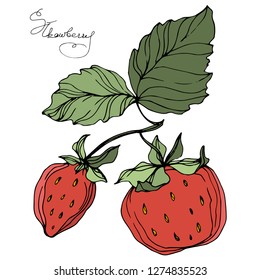 Vector Strawberry fruits. Green leaf. Leaf plant botanical garden floral foliage. Red and green engraved ink art. Isolated strawberry illustration element.