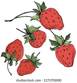 Vector Strawberry fruits. Green leaf. Leaf plant botanical garden floral foliage. Red and green engraved ink art. Isolated strawberry illustration element.