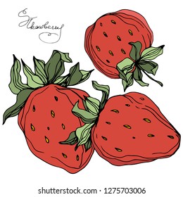Vector Strawberry fruits. Green leaf. Leaf plant botanical garden floral foliage. Red and green engraved ink art. Isolated strawberry illustration element.