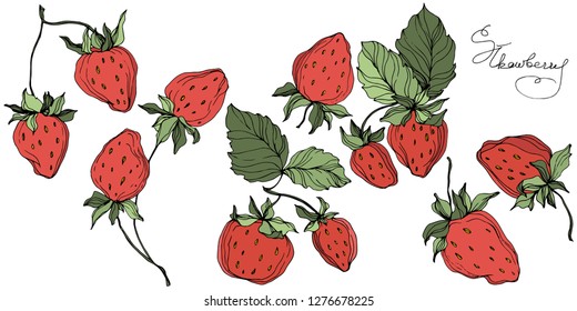 Vector Strawberry fruits. Green leaf. Leaf plant botanical garden floral foliage. Red and green engraved ink art. Isolated strawberry illustration element.