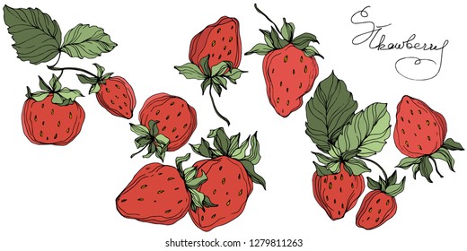 Vector Strawberry fruits. Green leaf. Leaf plant botanical garden floral foliage. Red and green engraved ink art. Isolated strawberry illustration element.