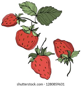 Vector Strawberry fruits. Green leaf. Leaf plant botanical garden floral foliage. Red and green engraved ink art. Isolated strawberry illustration element.