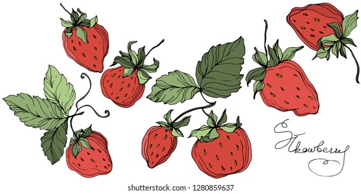 Vector Strawberry fruits. Green leaf. Leaf plant botanical garden floral foliage. Red and green engraved ink art. Isolated strawberry illustration element.
