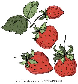 Vector Strawberry fruits. Green leaf. Leaf plant botanical garden floral foliage. Red and green engraved ink art. Isolated strawberry illustration element.