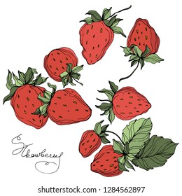 Vector Strawberry fruits. Green leaf. Leaf plant botanical garden floral foliage. Red and green engraved ink art. Isolated strawberry illustration element.