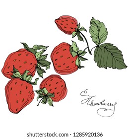 Vector Strawberry fruits. Green leaf. Leaf plant botanical garden floral foliage. Red and green engraved ink art. Isolated strawberry illustration element.