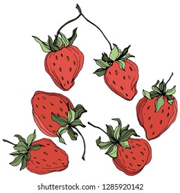 Vector Strawberry fruits. Green leaf. Leaf plant botanical garden floral foliage. Red and green engraved ink art. Isolated strawberry illustration element.