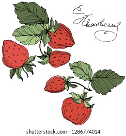 Vector Strawberry fruits. Green leaf. Leaf plant botanical garden floral foliage. Red and green engraved ink art. Isolated strawberry illustration element.