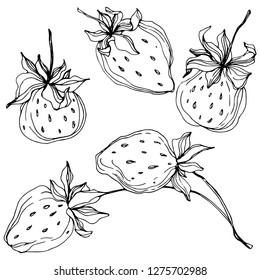 Vector Strawberry fruits. Leaf plant botanical garden floral foliage. Black and white engraved ink art. Isolated strawberry illustration element.