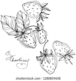 Vector Strawberry fruits. Leaf plant botanical garden floral foliage. Black and white engraved ink art. Isolated strawberry illustration element.