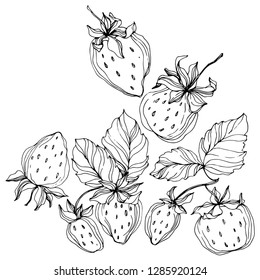 Vector Strawberry fruits. Leaf plant botanical garden floral foliage. Black and white engraved ink art. Isolated strawberry illustration element.