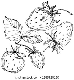 Vector Strawberry fruits. Leaf plant botanical garden floral foliage. Black and white engraved ink art. Isolated strawberry illustration element.