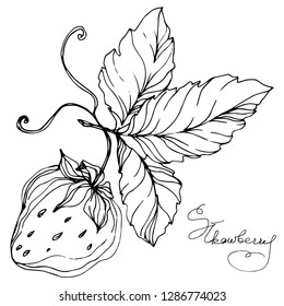 Vector Strawberry fruits. Leaf plant botanical garden floral foliage. Black and white engraved ink art. Isolated strawberry illustration element.