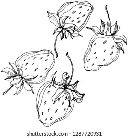 Vector Strawberry fruits. Leaf plant botanical garden floral foliage. Black and white engraved ink art. Isolated strawberry illustration element.