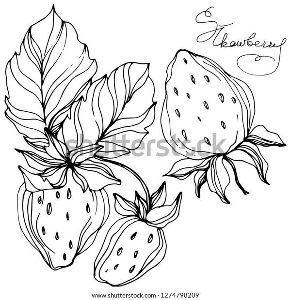 Vector Strawberry Fruits Leaf Plant Botanical Stock Vector Royalty Free