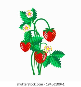 Vector - strawberry fruits with levaes and blooms, floral pattern.