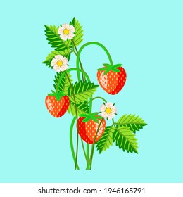 Vector - strawberry fruits with levaes and blooms, floral pattern.