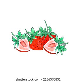 Vector strawberry from the garden with white background.