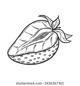 Vector strawberry half line art drawing hand drawn botanical outline illustration. Summer fruit monochrome drawing. Isolated design element for coloring book page, background, pattern, packaging, logo