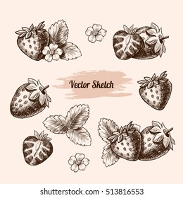 Vector strawberry hand drawn sketch. Sketch vector  food illustration. Vintage style