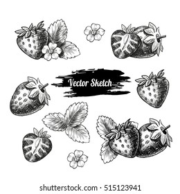 Vector Strawberry Hand Drawn Sketch. Sketch Vector Food Illustration. Vintage Style