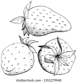 Vector Strawberry healthy food. Black and white engraved ink art. Fresh fruit for background, texture, wrapper pattern or menu. Isolated berry illustration element on white background.