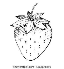 Vector Strawberry healthy food. Black and white engraved ink art. Isolated berry illustration element on white background.