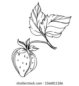 Vector Strawberry healthy food. Black and white engraved ink art. Isolated berry illustration element on white background.