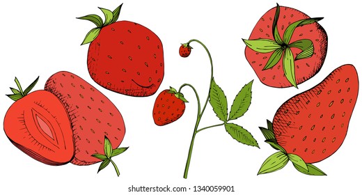 Vector Strawberry healthy food. Red and green engraved ink art. Fresh fruit for background, texture, wrapper pattern or menu. Isolated berry illustration element on white background.