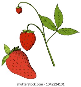 Vector Strawberry healthy food. Red and green engraved ink art. Fresh fruit for background, texture, wrapper pattern or menu. Isolated berry illustration element on white background.
