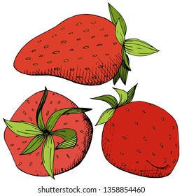 Vector Strawberry healthy food. Red and green engraved ink art. Fresh fruit for background, texture, wrapper pattern or menu. Isolated berry illustration element on white background.