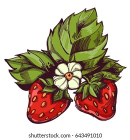 Vector strawberry isolated on white background