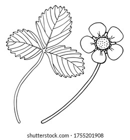 Flor y hoja de fresa vectora. Esbozar ilustración de doodle en blanco y negro. Plantas de fresa extraídas a mano. Elementos aislados en fondo blanco