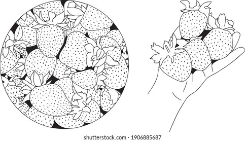  Vector Strawberry line art. Black and white illustration. Barries in hand.