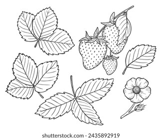 Vector strawberry line art illustration set with berries, leaves and flowers, hand drawn botanical outline drawing, monochrome sketch. Design elements for coloring book, background, pattern, packaging