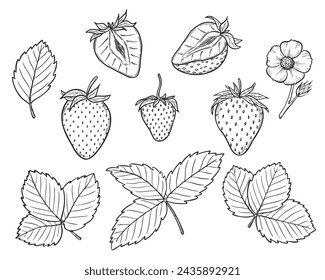 Vector strawberry line art illustration set with berries, leaves and flowers, hand drawn botanical outline drawing, monochrome sketch. Design elements for coloring book, background, pattern, packaging