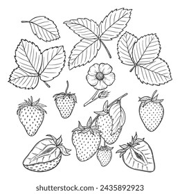 Vector strawberry line art illustration set with berries, leaves and flowers, hand drawn botanical outline drawing, monochrome sketch. Design elements for coloring book, background, pattern, packaging