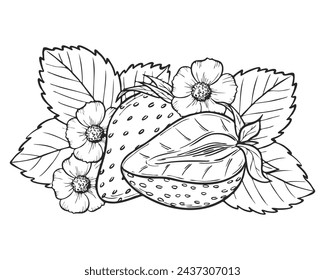 Vector strawberry line art illustration composition with berries, leaves and flowers, hand drawn botanical outline sketch, monochrome drawing. Design element for coloring book, background, pattern.