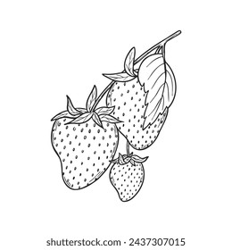 Vector strawberry line art illustration composition with berries and leaves, hand drawn botanical outline sketch, monochrome drawing. Design element for coloring book page, background, pattern, logo.