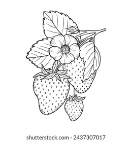 Vector strawberry line art illustration composition with berries, leaves and flowers, hand drawn botanical outline sketch, monochrome drawing. Design element for coloring book, background, pattern.