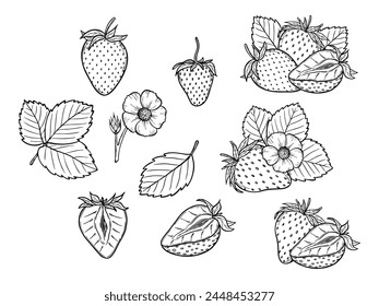 Vector strawberry line art illustration set with berries, leaves and flowers, hand drawn botanical outline drawing, monochrome sketch. Design elements for coloring book, background, pattern, packaging