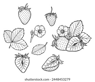 Vector strawberry line art illustration set with berries, leaves and flowers, hand drawn botanical outline drawing, monochrome sketch. Design elements for coloring book, background, pattern, packaging