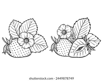 Vector strawberry line art illustration set with berries, leaves and flowers, hand drawn botanical outline drawing, monochrome sketch. Design elements for coloring book, background, pattern, packaging