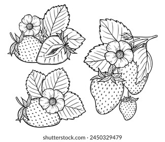 Vector strawberry line art illustration set with berries, leaves and flowers, hand drawn botanical outline drawing, monochrome sketch. Design elements for coloring book, background, pattern, packaging
