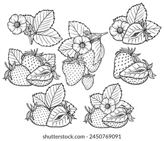 Vector strawberry line art illustration set with berries, leaves and flowers, hand drawn botanical outline drawing, monochrome sketch. Design elements for coloring book, background, pattern, packaging