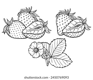 Vector strawberry line art illustration set with berries, leaves and flowers, hand drawn botanical outline drawing, monochrome sketch. Design elements for coloring book, background, pattern, packaging