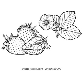 Ilustración de arte de línea de fresa de Vector con bayas, hojas y flores, dibujo de contorno botánico dibujado a mano, boceto monocromo. Elementos de diseño para colorear libro, fondo, patrón, embalaje