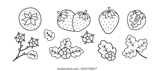 Vektorgrafik Erdbeere Linie Kunst Illustration Set mit Blättern und Blumen, handgezeichnete botanische Umrisszeichnung, monochrome Skizze. Gestaltungselemente zum Färben von Buch, Hintergrund, Muster, Verpackung. Vektorgrafik