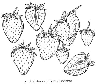 Vector strawberry line art illustrations set, hand drawn botanical outline drawing. Summer fruit monochrome sketch. Isolated design elements for coloring books, background, pattern, packaging, logo.